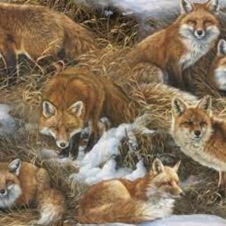 Fox Cotton Fabric