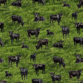 Handmade Valance or Curtain Panel The Herd Cows