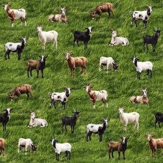 Handmade Valance or Curtain Panel Goats Galore