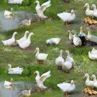 Farm Animals Ducks 43/44"W Cotton Fabric